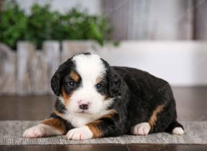 tri-colored male mini bernedoodle near Chicago Illinois