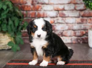 tri-colored male mini bernedoodle near Chicago Illinois