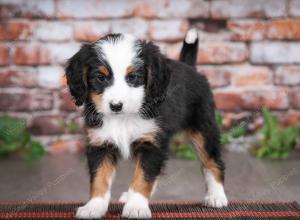tri-colored male mini bernedoodle near Chicago Illinois
