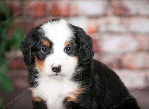 tri-colored male mini bernedoodle near Chicago Illinois