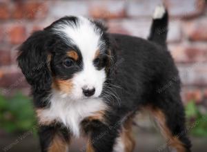 tri-colored male mini bernedoodle near Chicago Illinois