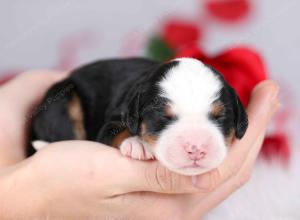 tri-colored female mini bernedoodle near Chicago Illinois