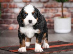 tri-colored female mini bernedoodle near Chicago Illinois