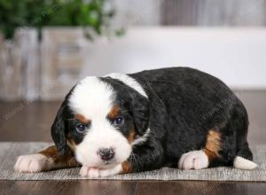 tri-colored female mini bernedoodle near Chicago Illinois