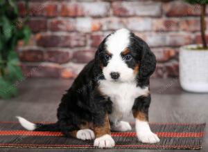 tri-colored female mini bernedoodle near Chicago Illinois