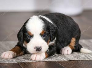 tri-colored female mini bernedoodle near Chicago Illinois