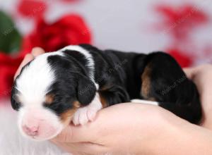 tri-colored female mini bernedoodle near Chicago Illinois