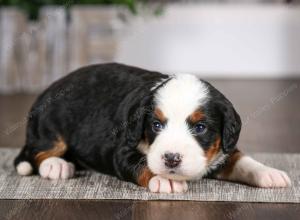 tri-colored female mini bernedoodle near Chicago Illinois