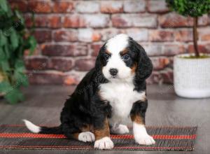 tri-colored female mini bernedoodle near Chicago Illinois