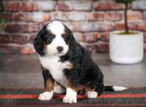 tri-colored female mini bernedoodle near Chicago Illinois