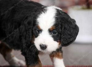 tri-colored female mini bernedoodle near Chicago Illinois