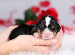 tri-colored female mini bernedoodle near Chicago Illinois