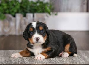 tri-colored female mini bernedoodle near Chicago Illinois