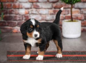 tri-colored female mini bernedoodle near Chicago Illinois