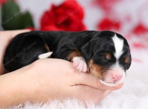 tri-colored female mini bernedoodle near Chicago Illinois