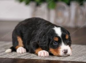 tri-colored female mini bernedoodle near Chicago Illinois