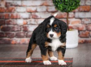 tri-colored female mini bernedoodle near Chicago Illinois