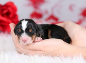 tri-colored female mini bernedoodle near Chicago Illinois