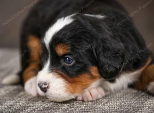 tri-colored female mini bernedoodle near Chicago Illinois