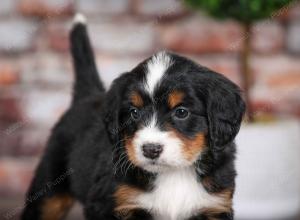 tri-colored female mini bernedoodle near Chicago Illinois