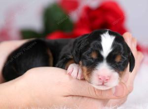 tri-colored female mini bernedoodle near Chicago Illinois