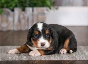 tri-colored female mini bernedoodle near Chicago Illinois