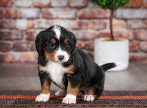 tri-colored female mini bernedoodle near Chicago Illinois