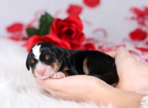 tri-colored female mini bernedoodle near Chicago Illinois