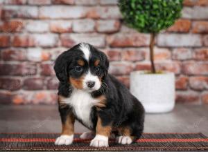 tri-colored female mini bernedoodle near Chicago Illinois