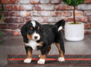 tri-colored female mini bernedoodle near Chicago Illinois