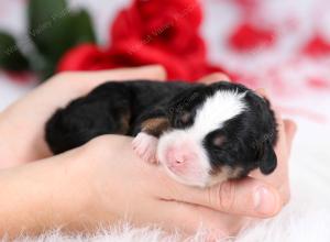 tri-colored female mini bernedoodle near Chicago Illinois