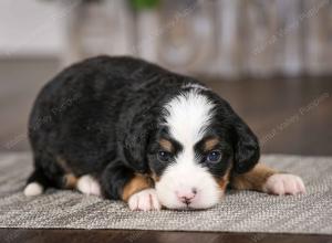 tri-colored female mini bernedoodle near Chicago Illinois