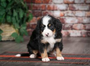 tri-colored female mini bernedoodle near Chicago Illinois