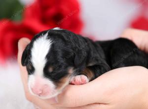 tri-colored female mini bernedoodle near Chicago Illinois