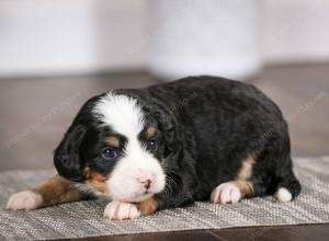 tri-colored female mini bernedoodle near Chicago Illinois