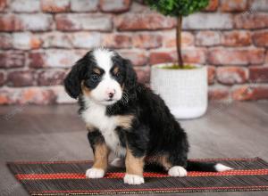 tri-colored female mini bernedoodle near Chicago Illinois