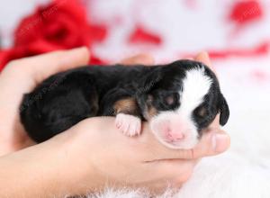 tri-colored female mini bernedoodle near Chicago Illinois