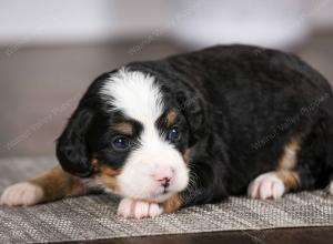 tri-colored female mini bernedoodle near Chicago Illinois