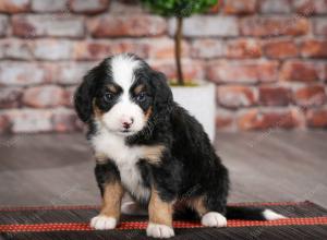 tri-colored female mini bernedoodle near Chicago Illinois