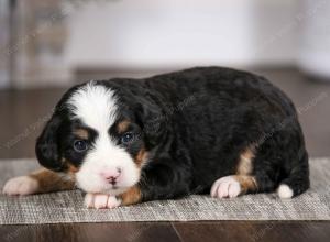 tri-colored female mini bernedoodle near Chicago Illinois