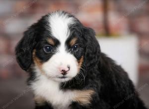 tri-colored female mini bernedoodle near Chicago Illinois