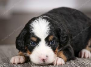 tri-colored female mini bernedoodle near Chicago Illinois