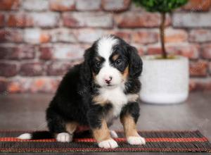 tri-colored female mini bernedoodle near Chicago Illinois