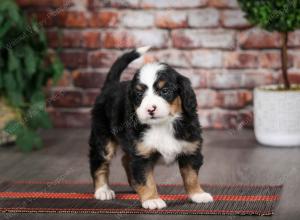 tri-colored female mini bernedoodle near Chicago Illinois