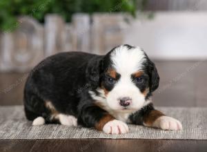 tri-colored male mini bernedoodle near Chicago Illinois