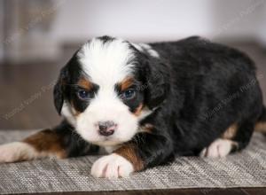 tri-colored male mini bernedoodle near Chicago Illinois