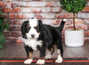 tri-colored male mini bernedoodle near Chicago Illinois