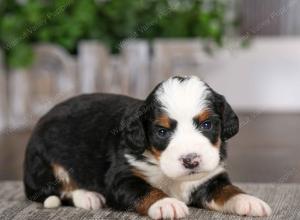 tri-colored male mini bernedoodle near Chicago Illinois