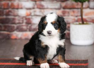 tri-colored male mini bernedoodle near Chicago Illinois