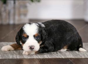 tri-colored male mini bernedoodle near Chicago Illinois